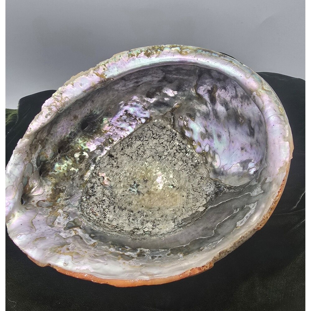 Large Abalone Shell Smudge Bowl Sage Dish Abalone * Red Rare